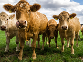 Swissgenetics Header Mehrere Kühe auf einer grünen Weide