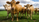 Swissgenetics Header Mehrere Kühe auf einer grünen Weide