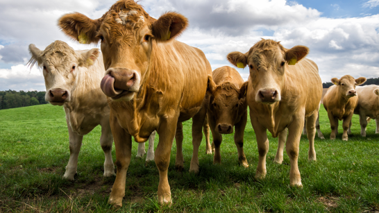 Swissgenetics Header Mehrere Kühe auf einer grünen Weide
